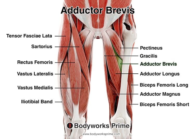Adductor Brevis Muscle Anatomy Bodyworks Prime