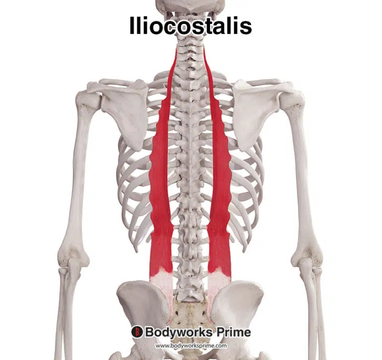 Extensor Carpi Ulnaris Muscle Anatomy Bodyworks Prime