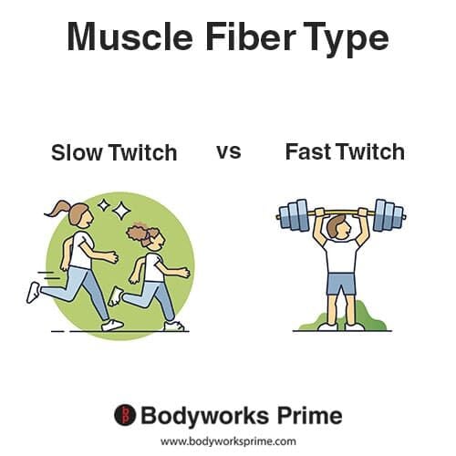 Muscle Fiber Types Explained Bodyworks Prime