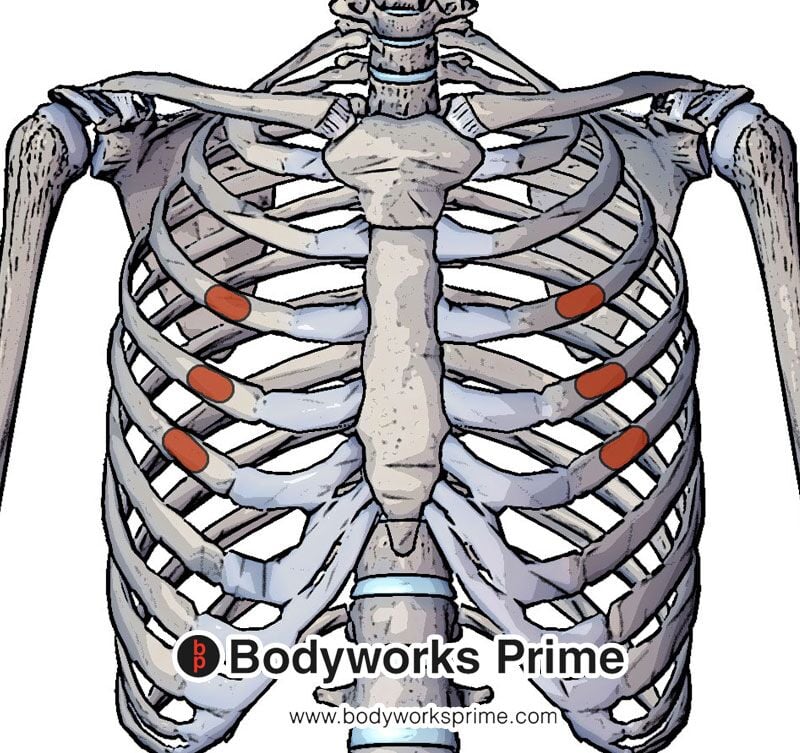 Pectoralis Minor Muscle Anatomy Bodyworks Prime