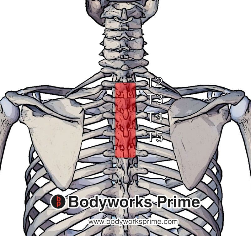 Rhomboid Major Muscle Anatomy Bodyworks Prime