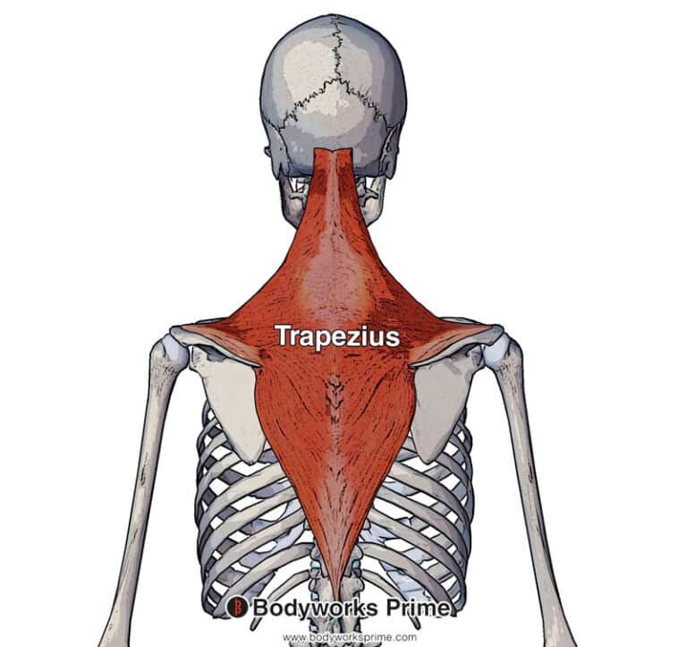 Pectoralis Major Muscle Flashcards Bodyworks Prime