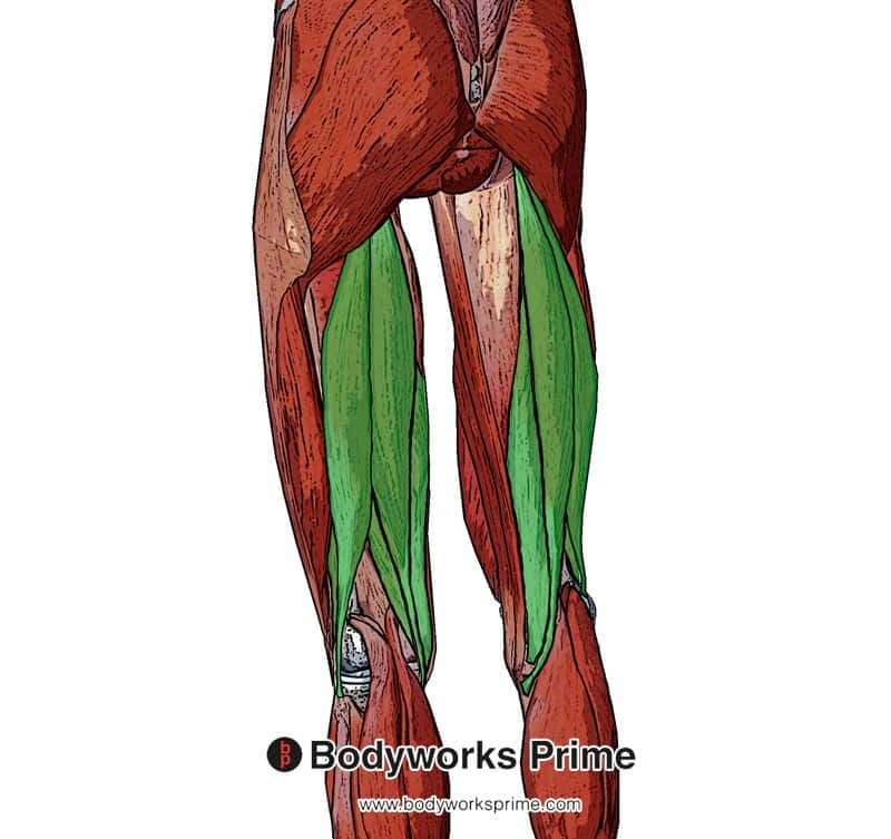 hamstring muscles from a superficial view