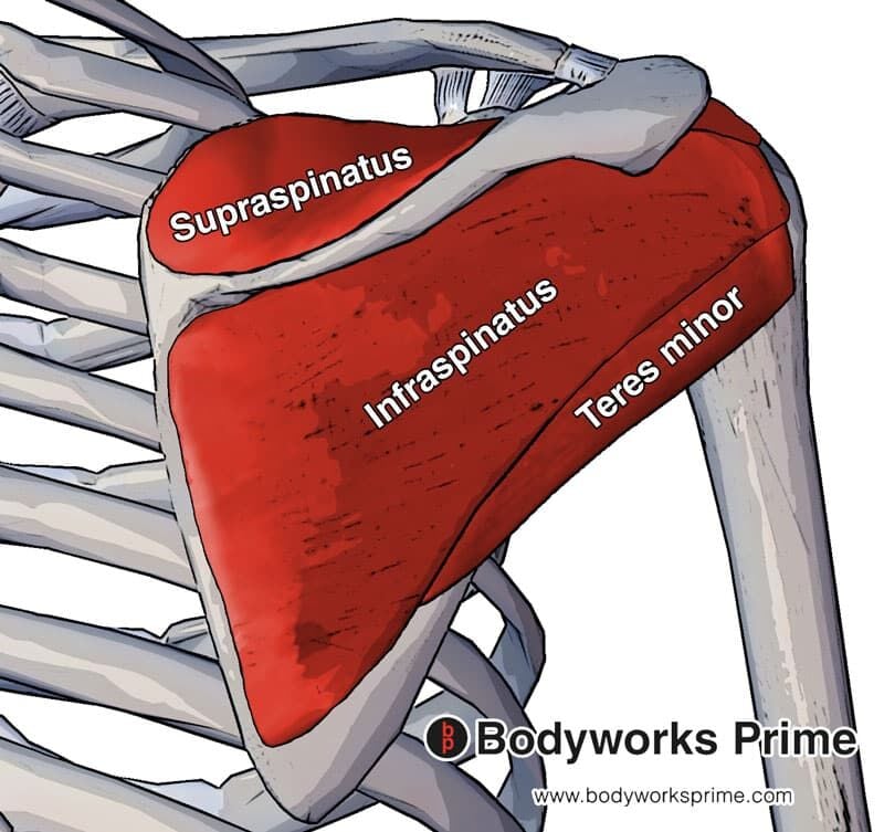 three posterior rotator cuff muscles (supraspinatus, infraspinatus and teres minor) from a posterior view