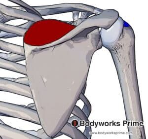 Supraspinatus Muscle - Origin, Insertion & Action | Bodyworks Prime