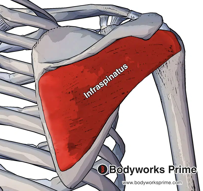 Infraspinatus muscle