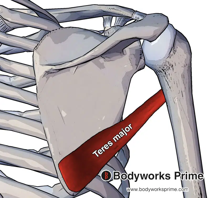 teres major muscle from a posterior view