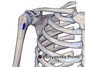 teres insertion muscle groove medial