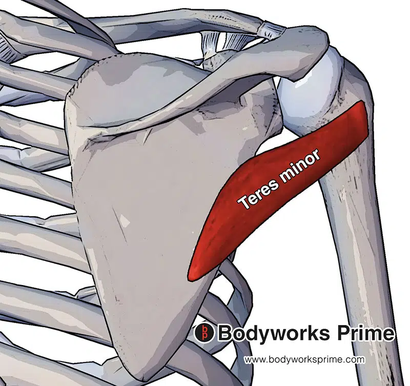 teres minor muscle