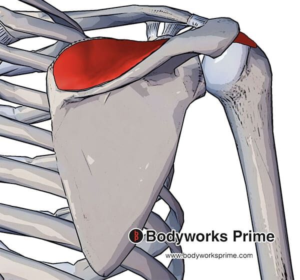 Supraspinatus muscle flashcards bodyworks prime