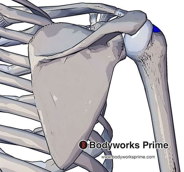 Supraspinatus Muscle Flashcards Bodyworks Prime