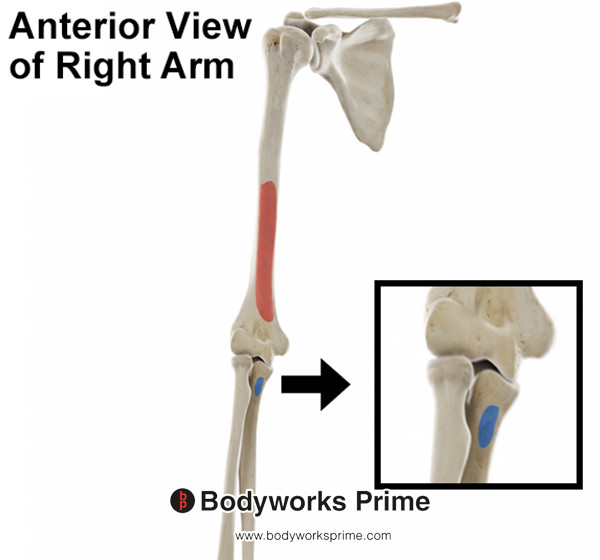Brachialis Muscle Flashcards Insertion Superficial Head answer diagram