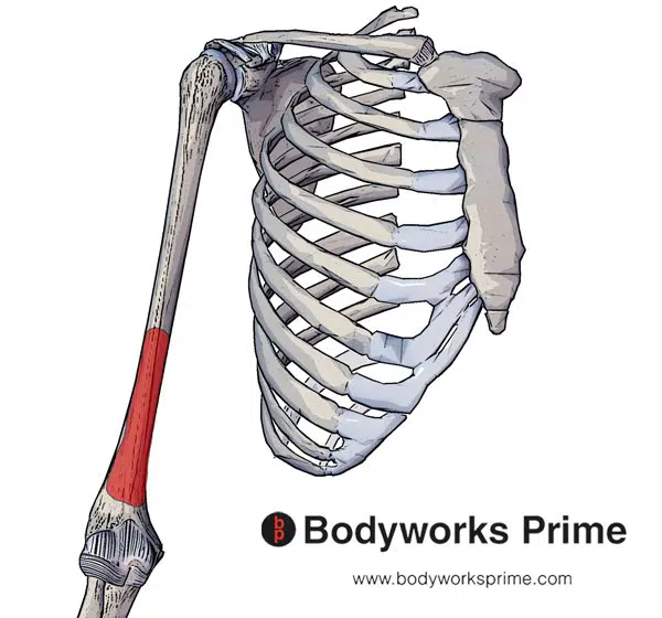 Humerus Bone  Anatomy bones, Anatomy flashcards, Basic anatomy