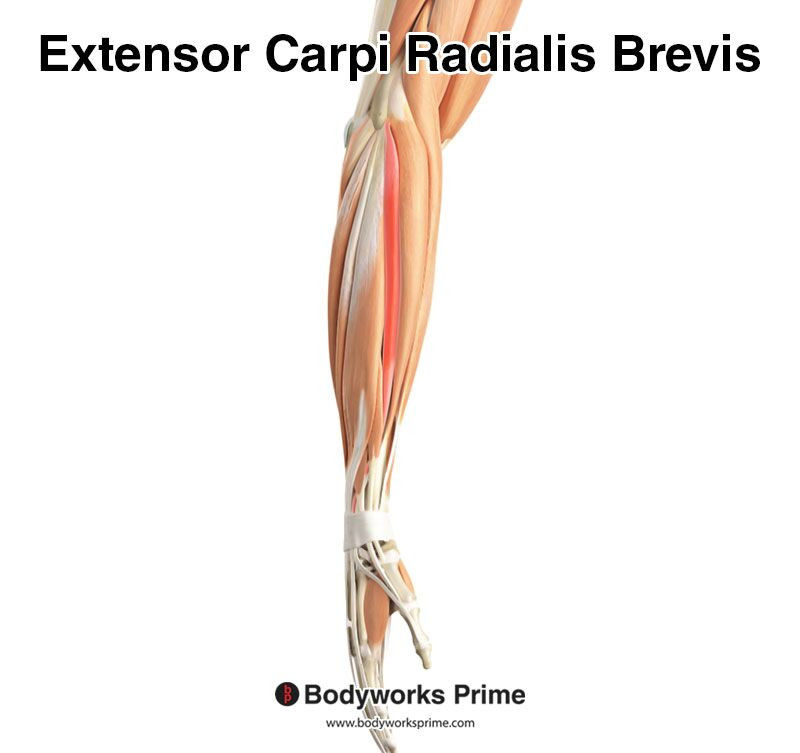 Extensor carpi radialis brevis within the surrounding superficial forearm extensor group