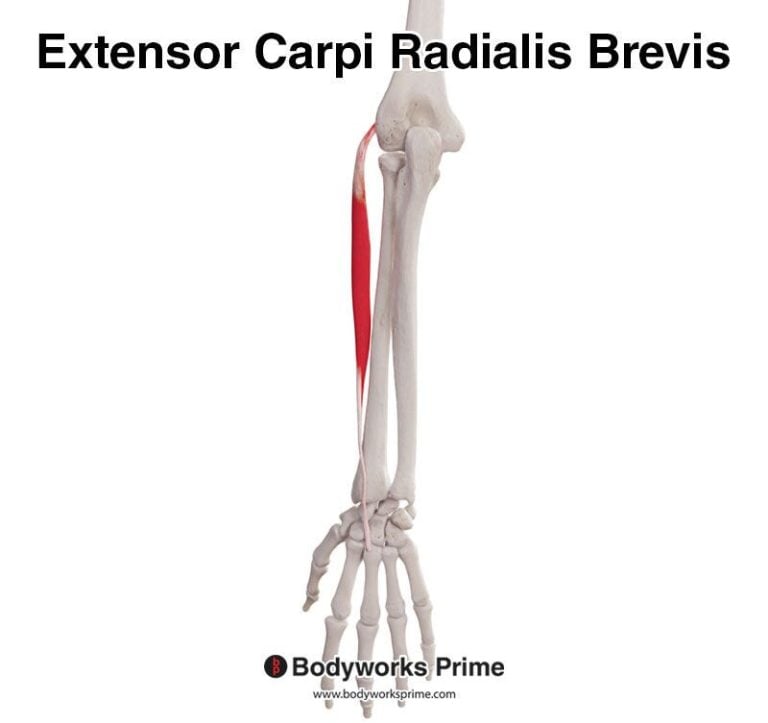 Extensor Carpi Radialis Brevis muscle anatomy diagram