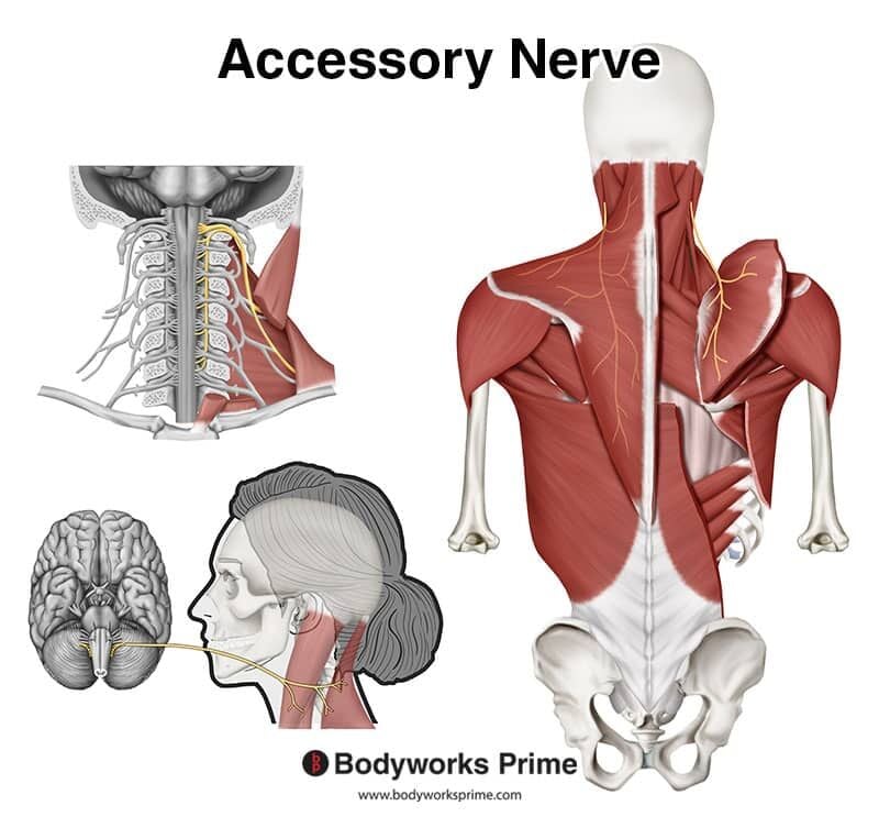 Trapezius Muscle Anatomy - Bodyworks Prime