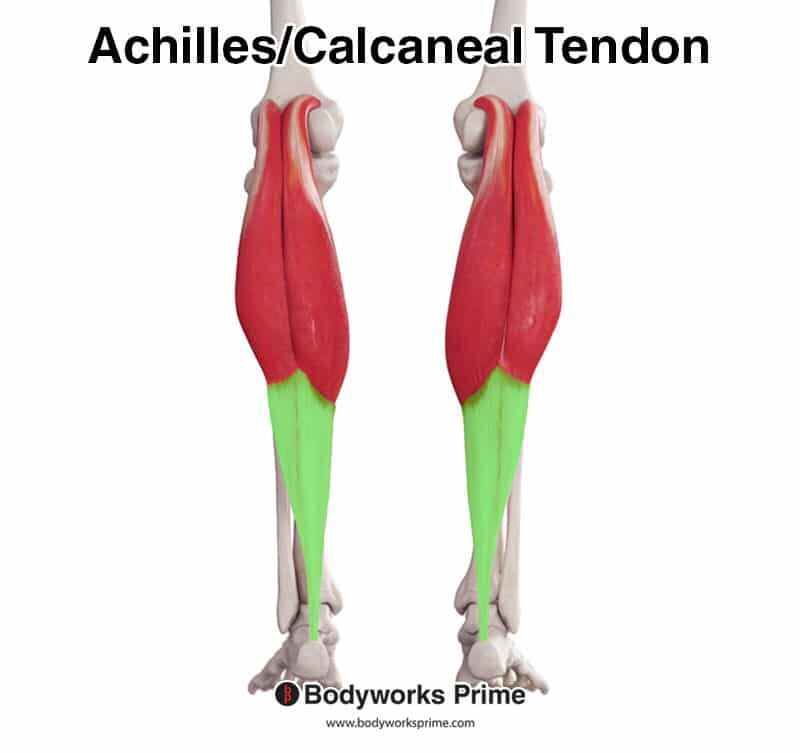 Gastrocnemius Muscle Anatomy - Bodyworks Prime