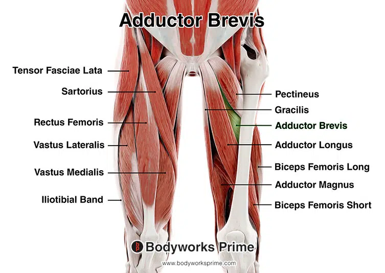 An image of the adductor brevis amongst the other muscles of the thigh