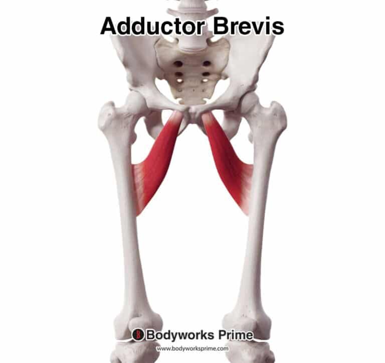 Adductor Brevis Muscle Anatomy