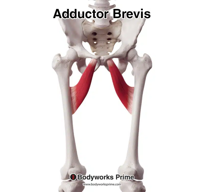 image of the adductor brevis from an anterior view