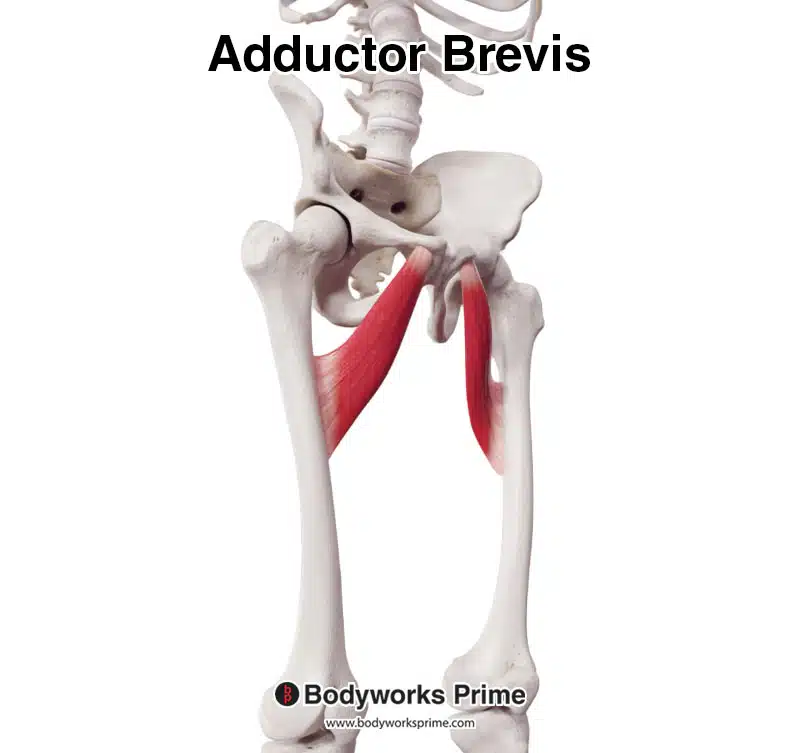 adductor brevis, anterolateral view