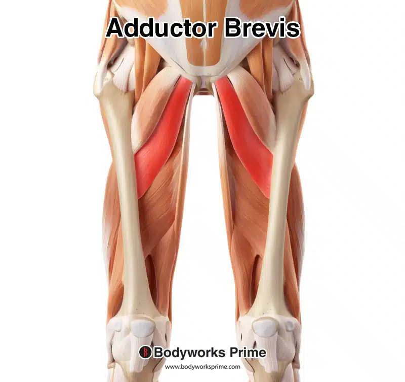Image of the adductor brevis muscle highlighted in red