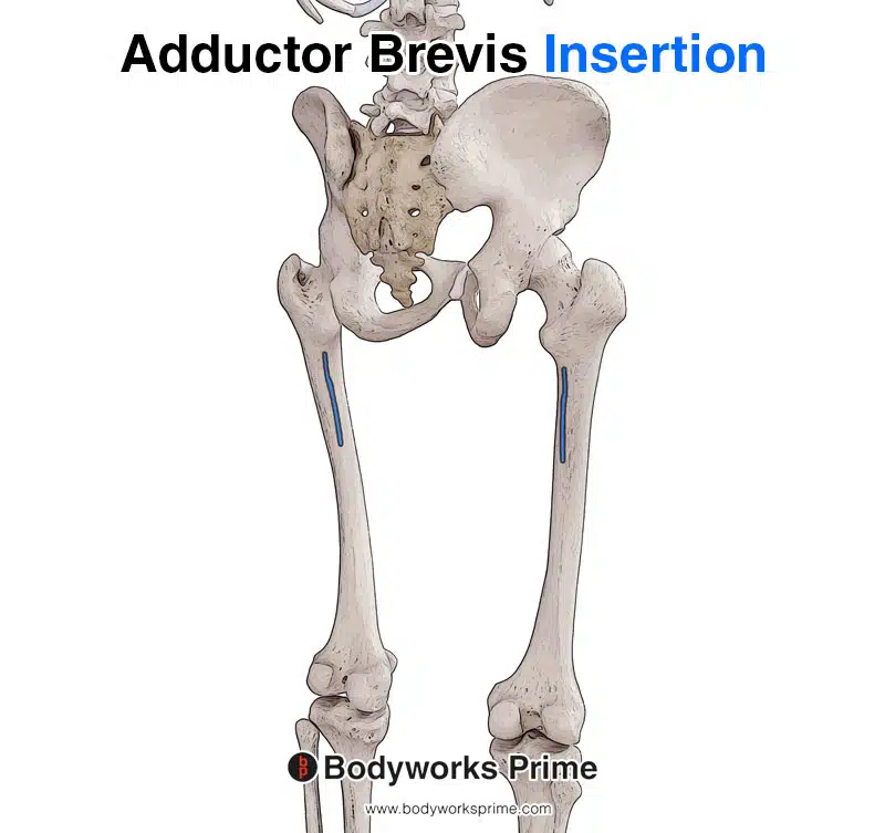 Image of the adductor brevis on the upper third of the linea aspera and the pectineal line of the femur