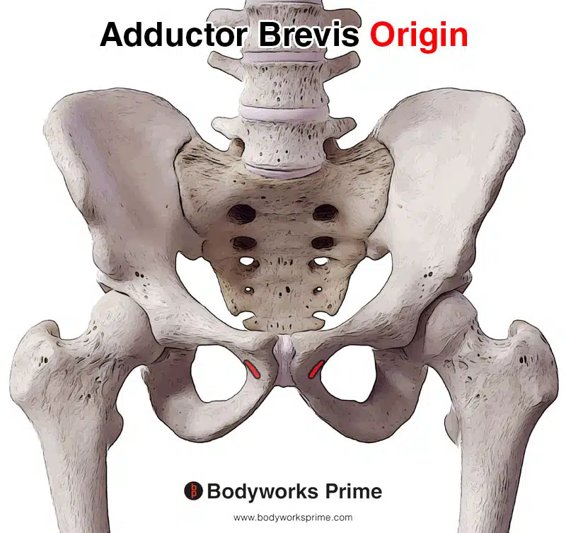 image of the origin of the adductor brevis on the body of the pubis and inferior pubic ramus