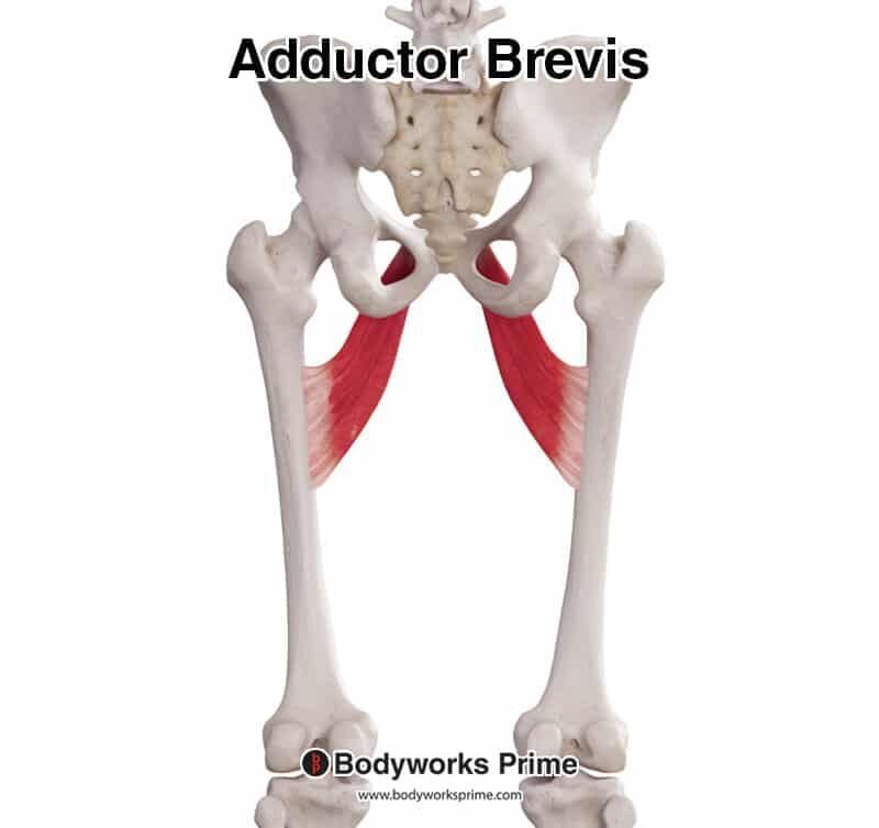 Adductor Brevis Muscle Anatomy - Bodyworks Prime