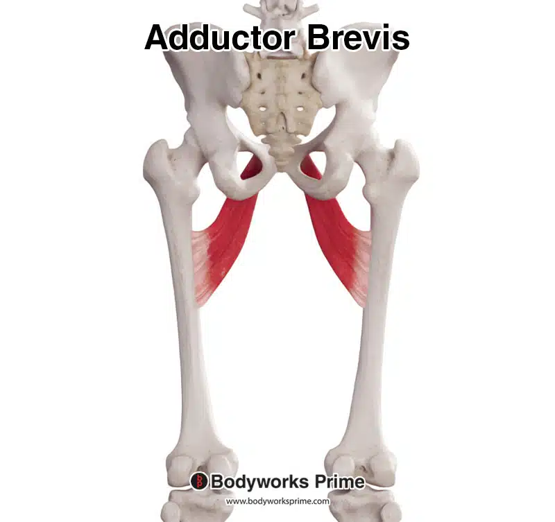 image of the adductor brevis from a posterior view