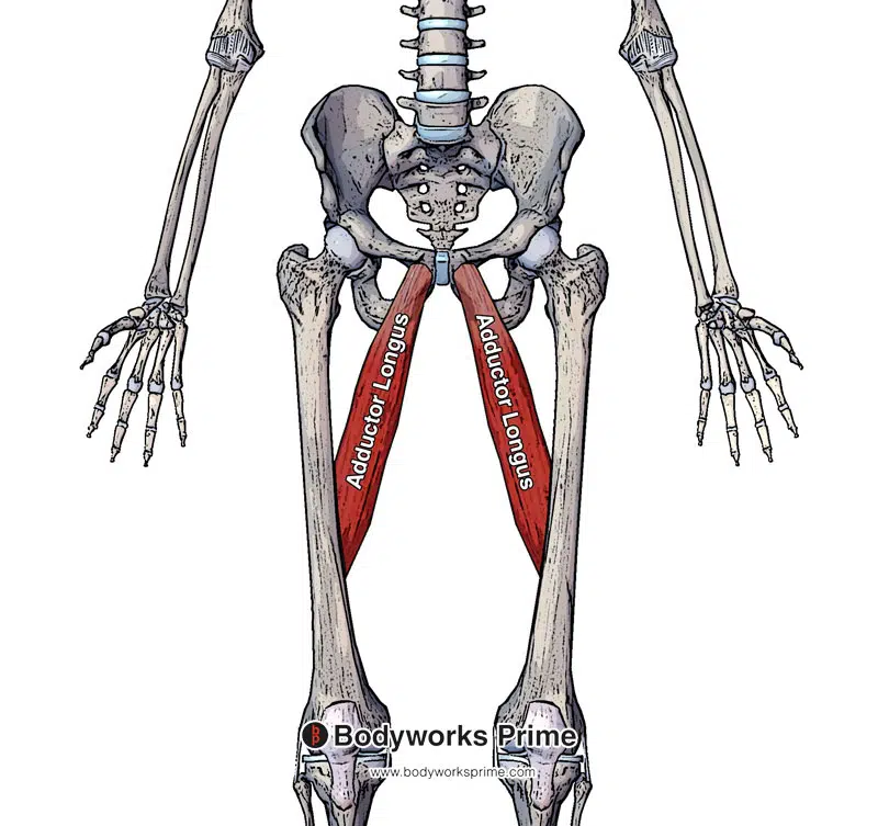 Image of the adductor longus in isolation from an anterior view