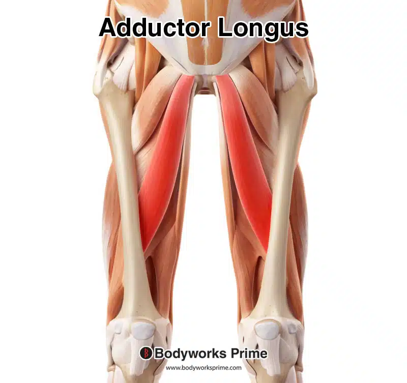 adductor longus highlighted in red amongst the other muscles from an anterior view