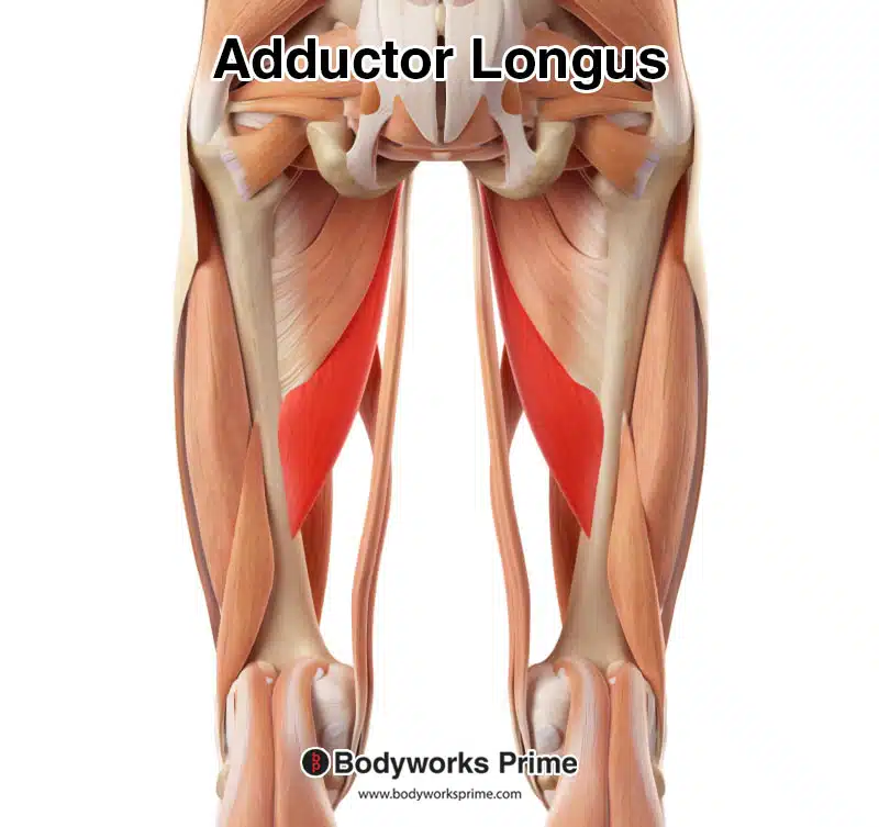 adductor longus highlighted in red amongst the other muscles from a posterior view