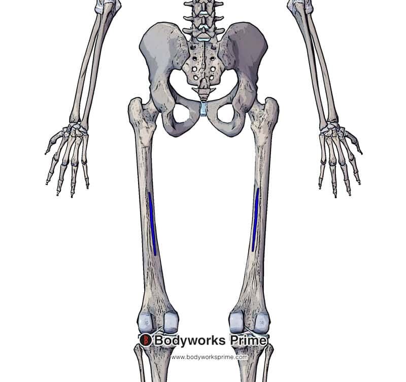 insertion of the adductor longus marked in blue