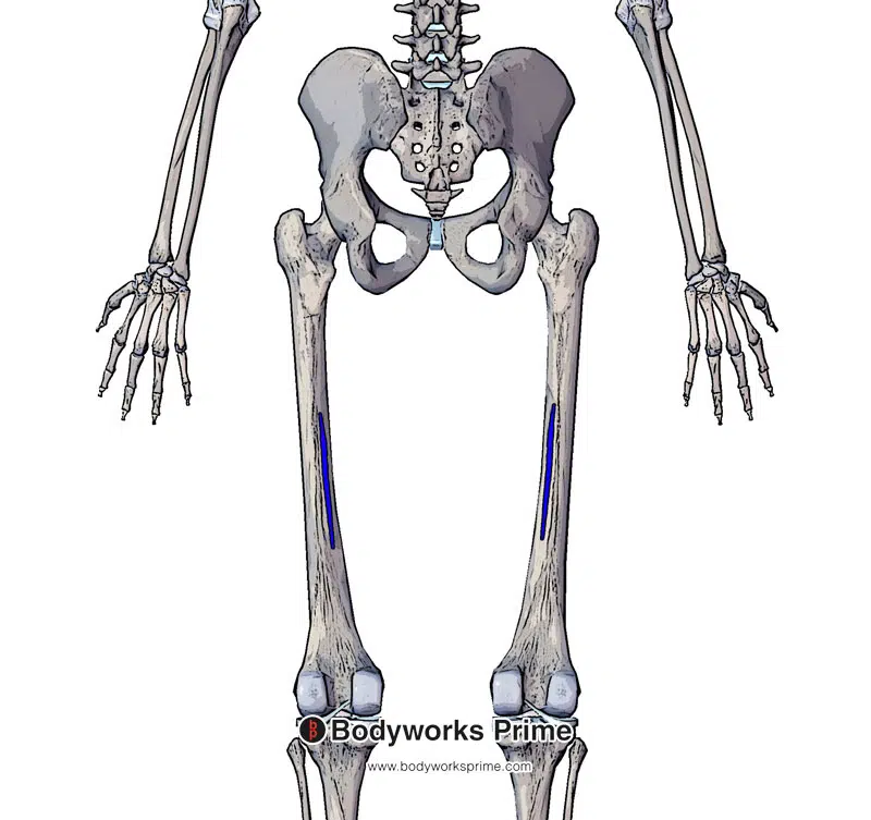 Image of the insertion of the adductor longus marked in blue