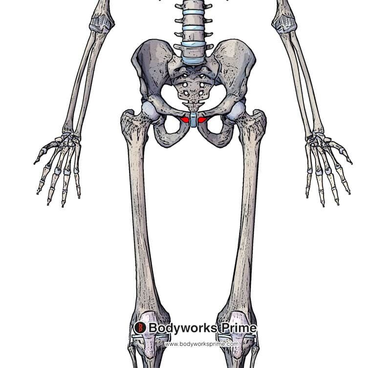 origin of the adductor longus marked in red