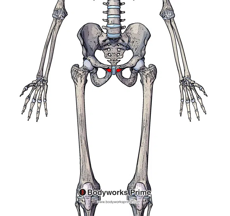 Image of the origin of the adductor longus marked in red