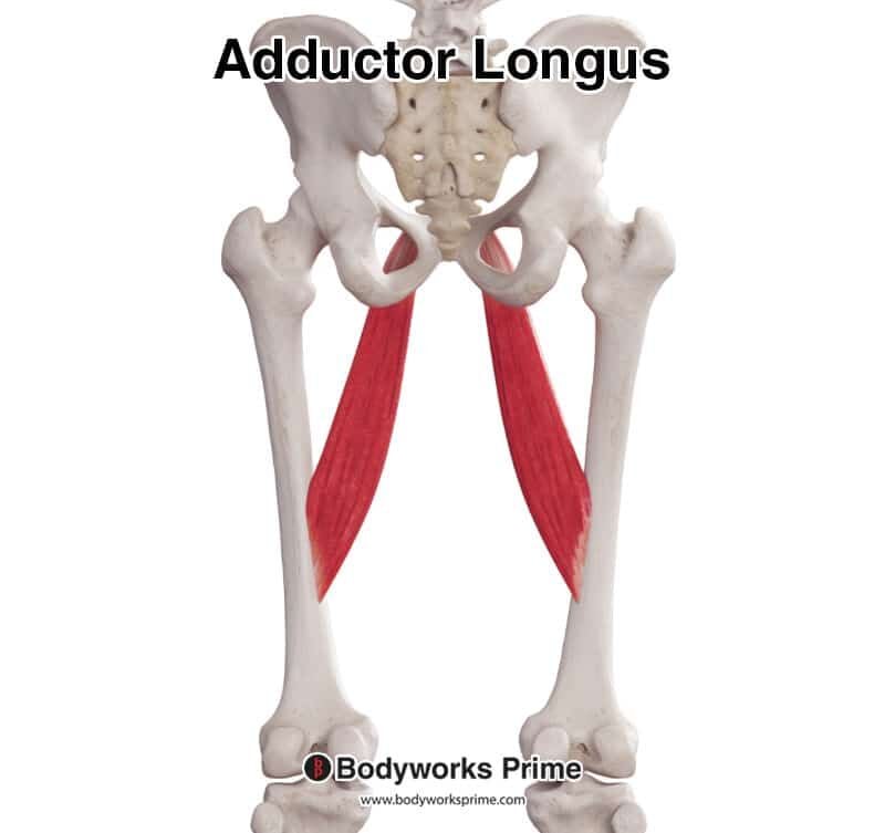 Adductor Longus Muscle Anatomy - Bodyworks Prime