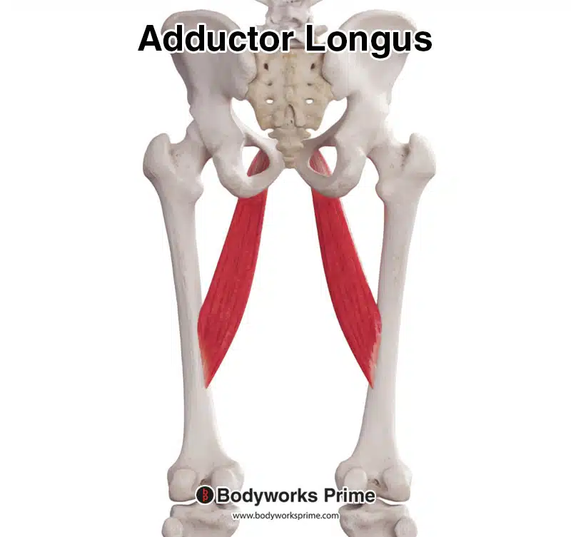 adductor longus posterior view