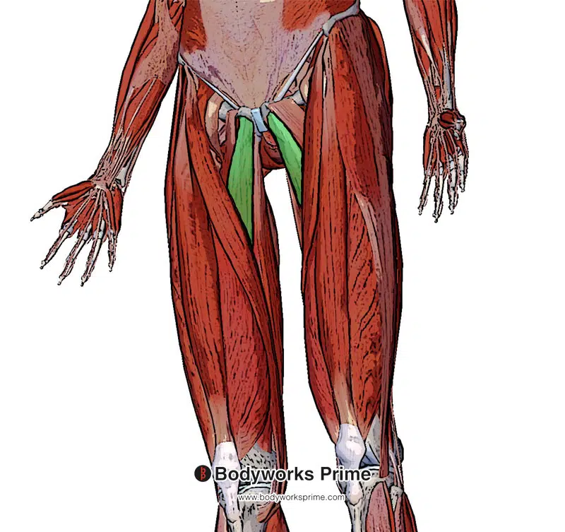 Image of the adductor longus in isolation from a superficial view