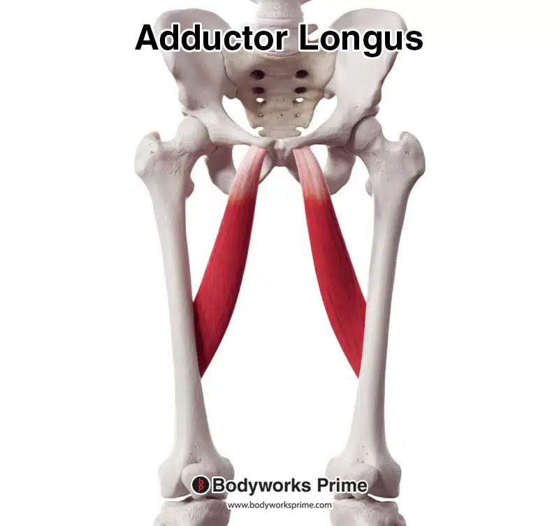 adductor longus anterior view