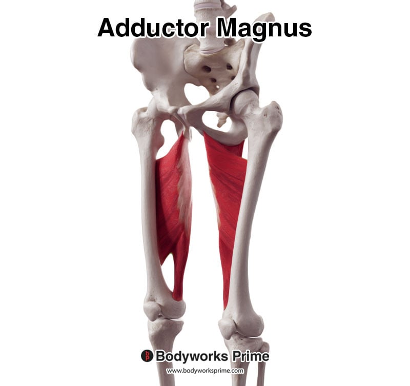 adductor magnus muscle anterolateral view
