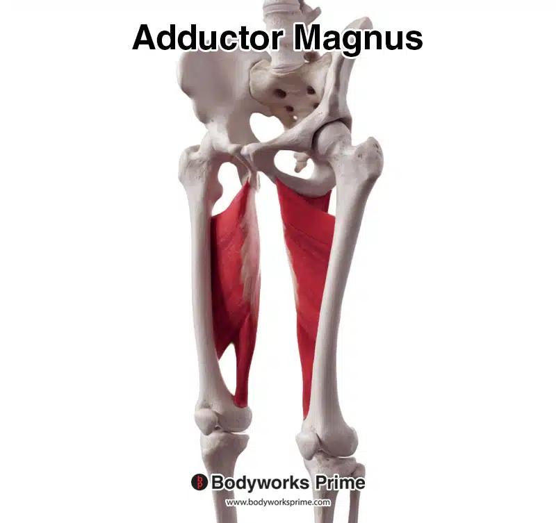 adductor magnus muscle anterolateral