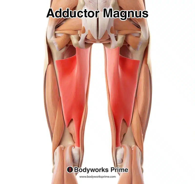 adductor magnus muscle highlighted in red amongst the other muscles of the leg