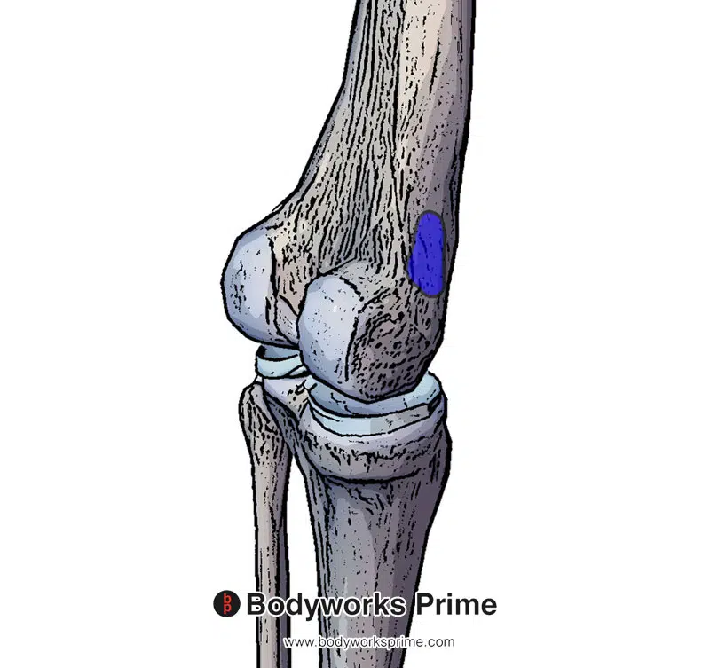 distal insertion of the adductor magnus