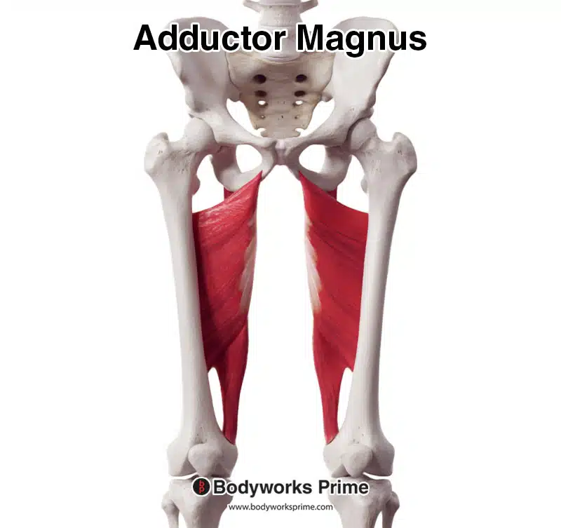 adductor magnus muscle anterior view