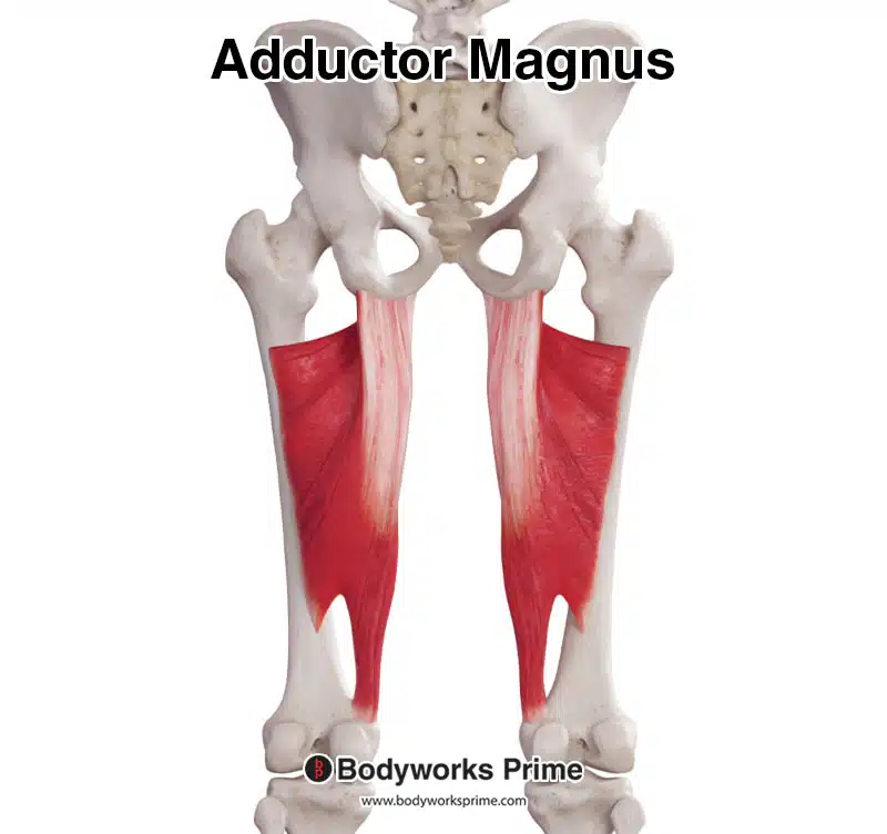 adductor magnus muscle posterior view