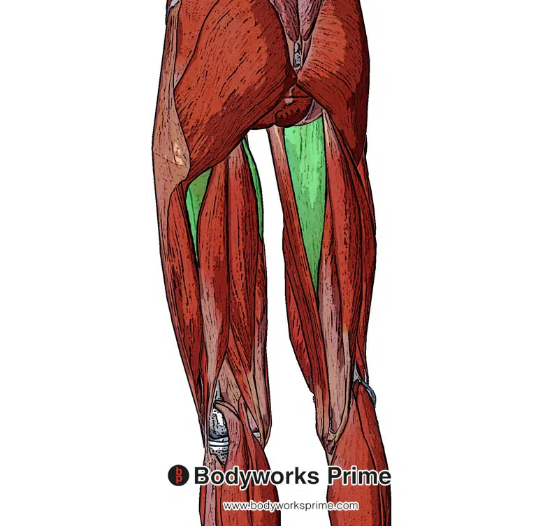 the adductor magnus muscle from a superficial view