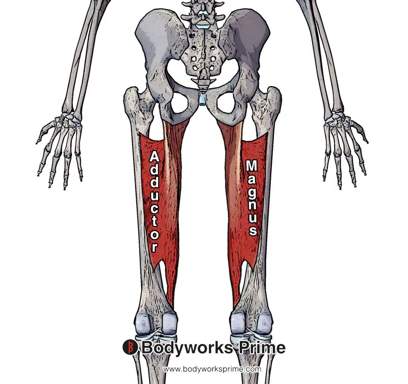 adductor magnus muscle