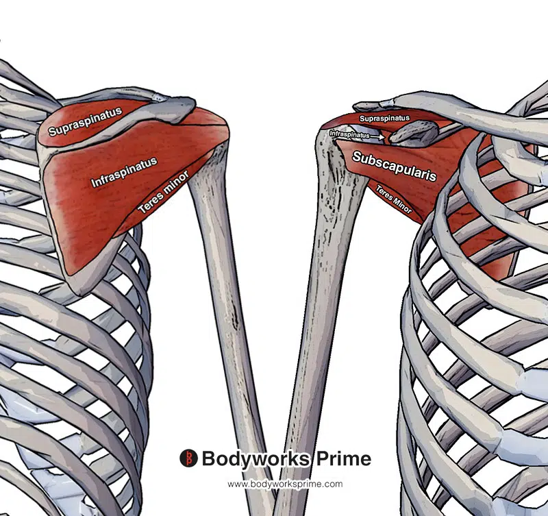 Image showing all of the rotator cuff muscles together from both a posterior and anterior view